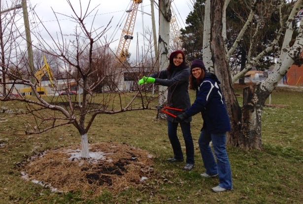 Susan Poizner, Director of OrchardPeople.com and Stacey Silvestri, a recent graduate in OrchardPeople.com's online Beginner Fruit Tree Care Training in Ben Nobleman Park.