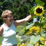Lynn Sunflower