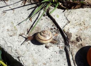 Snails were everywhere in our pollinator garden this year! Anyone know why? 