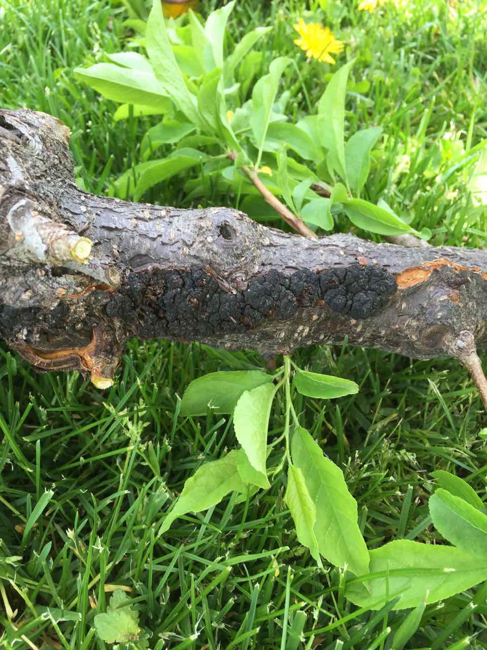 Black knot on the limb of a plum tree. It looks like a swollen black patch on the limb.
