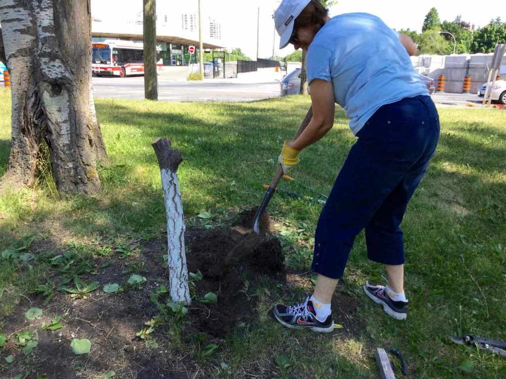 Stacey digs out the remains of an apricot tree that was sick with canker. The canker may have spread from a declining poplar tree seen in the background. 