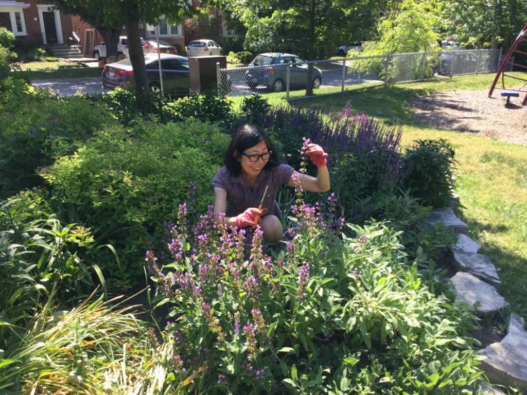 While Sherry tackled the weeds, Gail wrangled with the fragrant sage, pinching off the spent flowers.