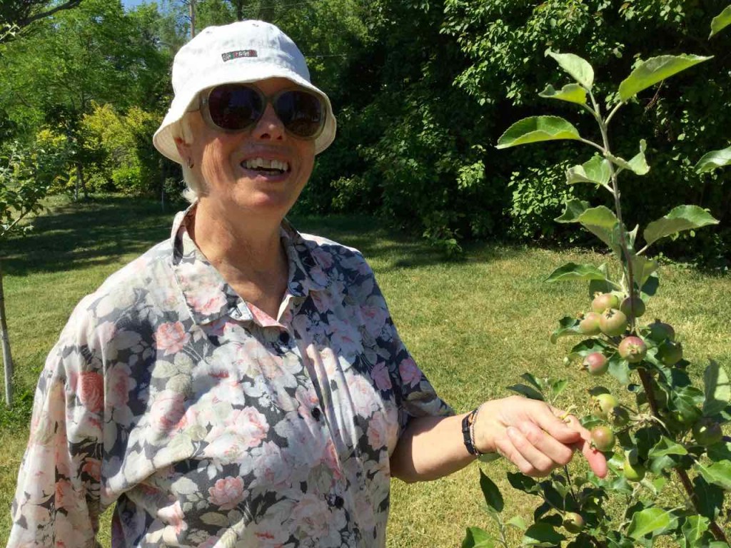 Marilyn prepares to thin the fruit on this young Asian pear tree and to apply Orchard Sox