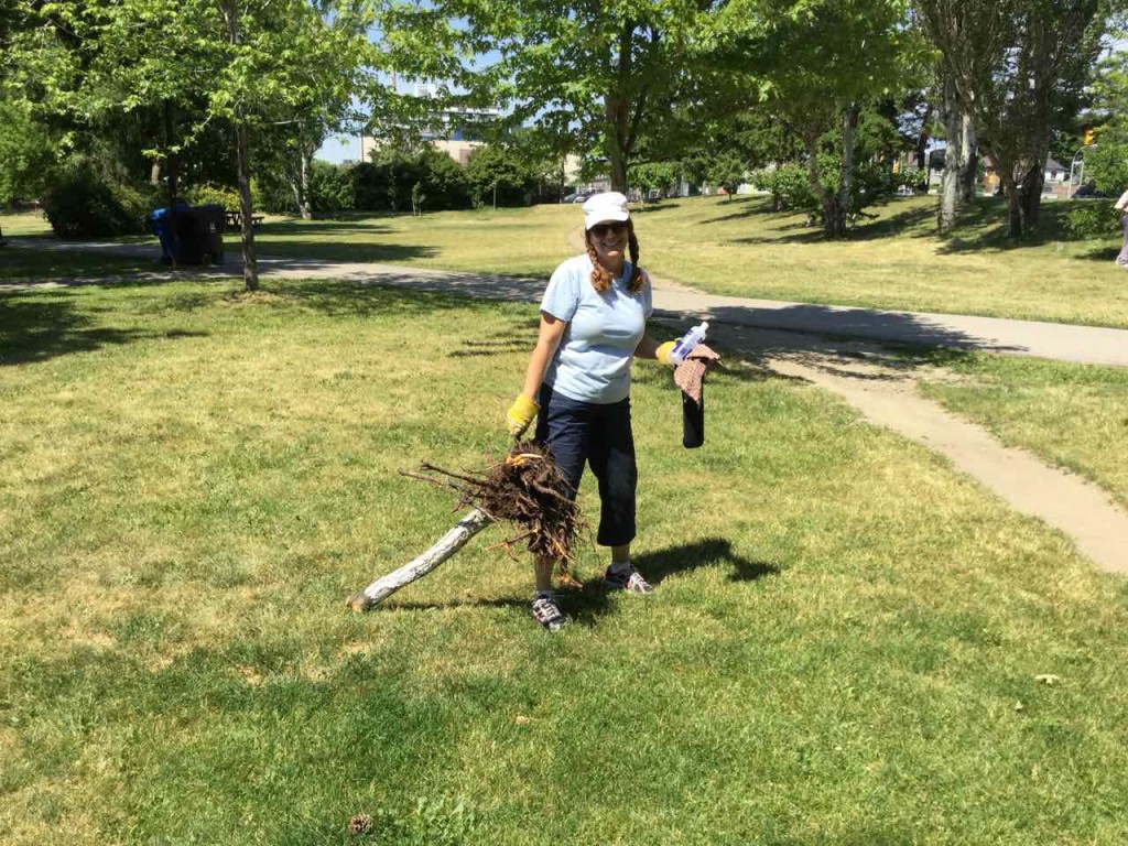 Stacey with the roots of the diseased apricot tree. We carefully remove any diseased trees, bag them up and ensure they will be put in the garbage, not compost, so the disease will not spread. 