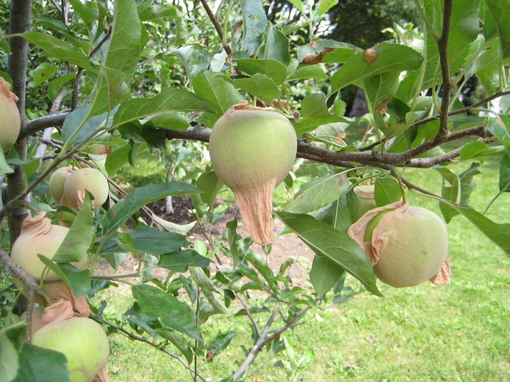 Orchard Sox are applied to baby apples when they are just about the size of a nickel. They stop insects from laying eggs under the growing fruit. 