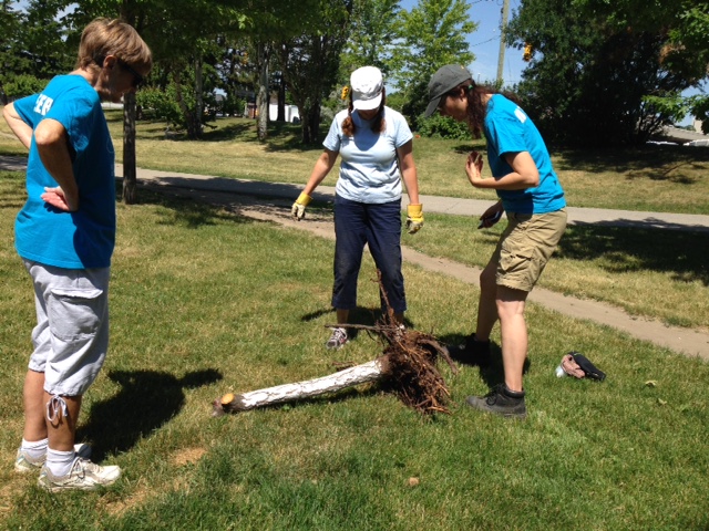 lynn, Stacy and Susan check the roots of the apricot tree to see if there was canker in the roots as well. 