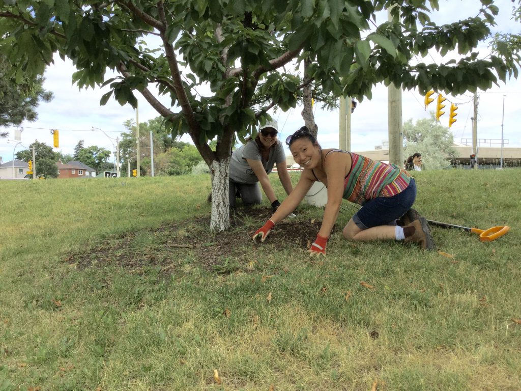 Two women weeding around cherry tree