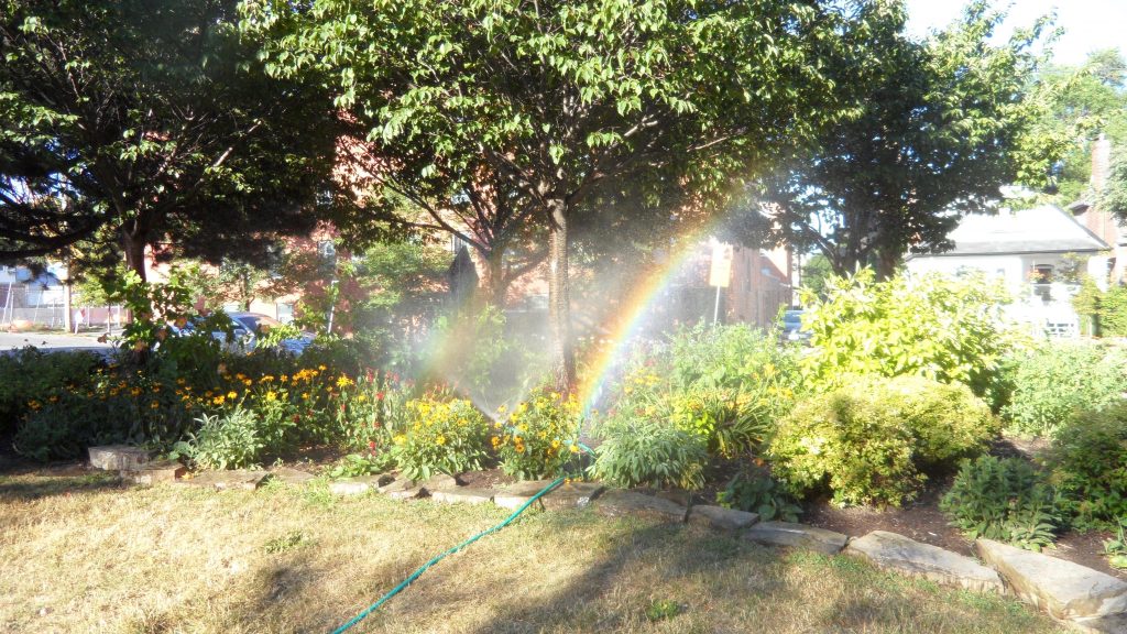 Cliff's sprinkler in pollinator garden creating a rainbow. 