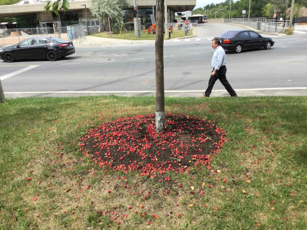 Crabapples around tree in Ben Nobleman Park Community Orchard 