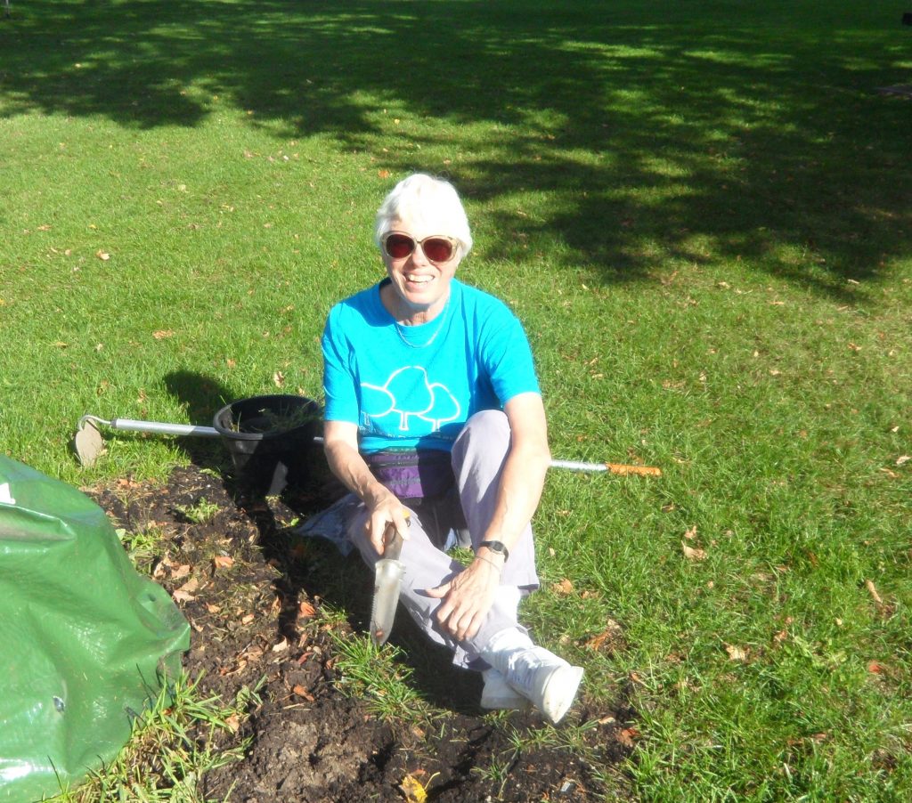 Marilyn weeds around the trees - including around a memorial Sugar Maple tree in the park.