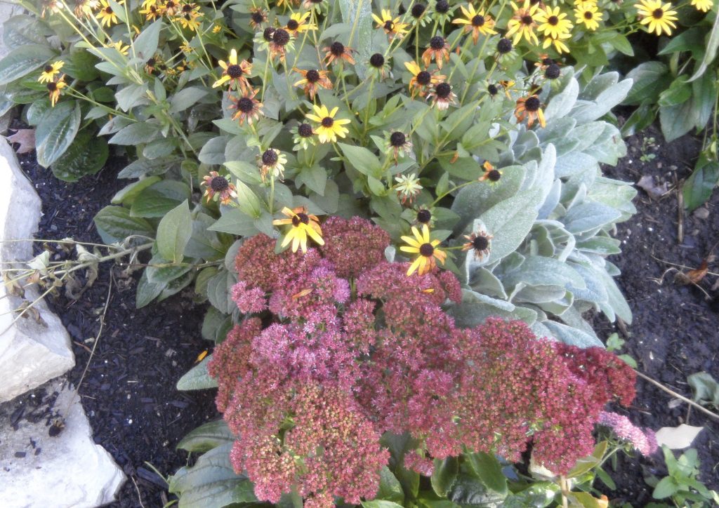 Black eyed Susan's and Autumn Joy Sedum in Ben Nobleman Park Orchard's pollinator garden.
