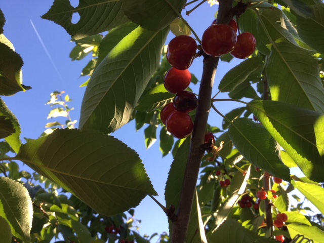 Cherries on tree before cherry harvest