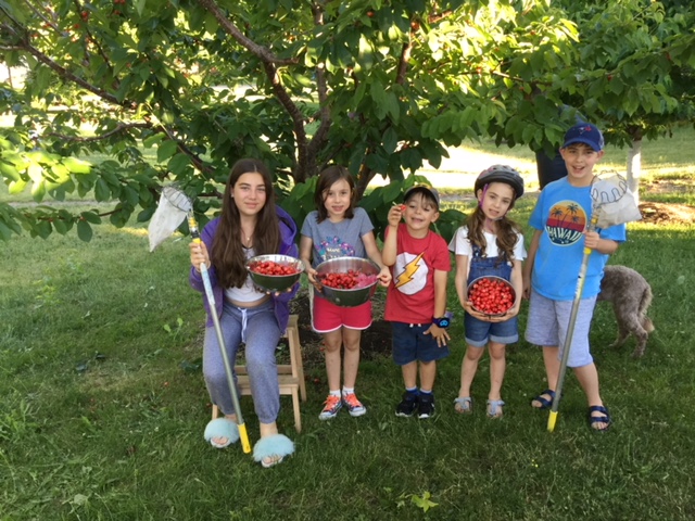 Children pose with bowls of cherries during cherry harvest