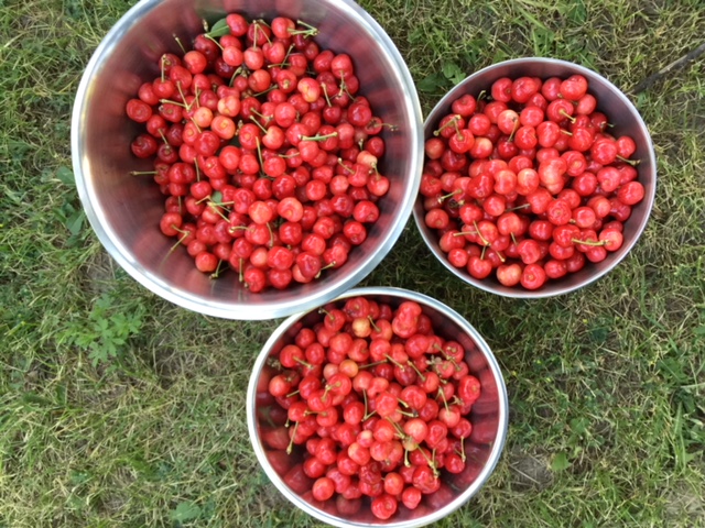 Cherry Harvest - 3 bowls of cherries