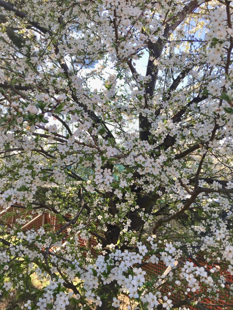 Plum tree in bloom
