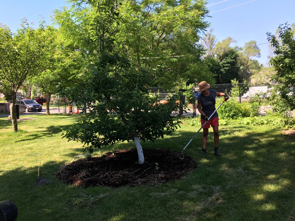 Woman raking mulch around an apple tree near the farmscaping garden.