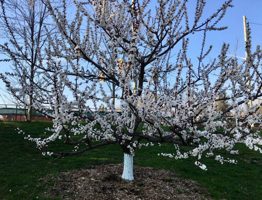 Apricot tree in full bloom in park.