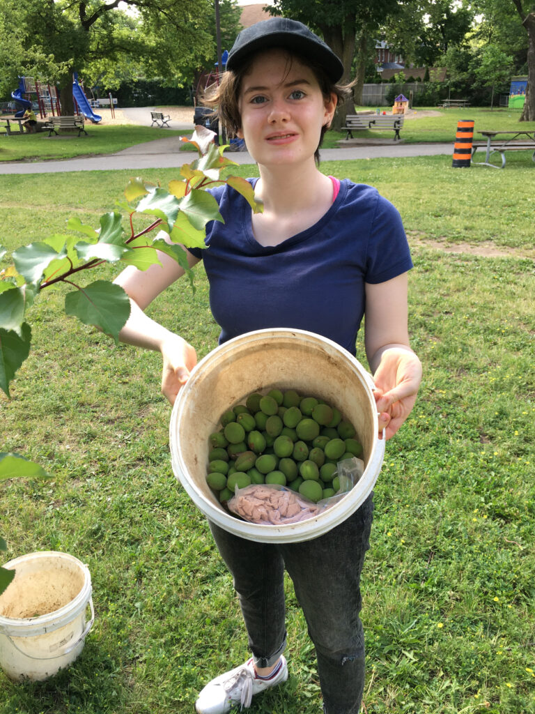 Girl holds bucket with unripe apricots in it.