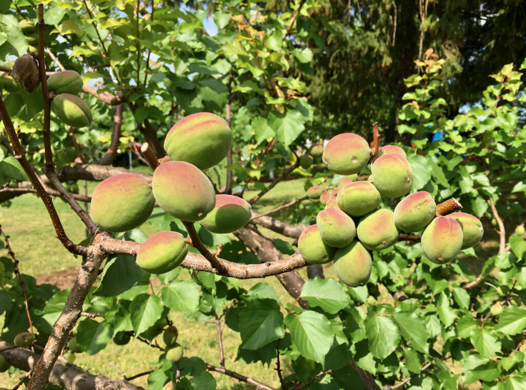 Unripe apricots on a tree, crowded onto the branch. These fruits need to be thinned.