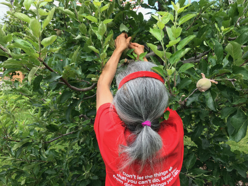 Woman in red t shirt covers baby apples with orchard sox.