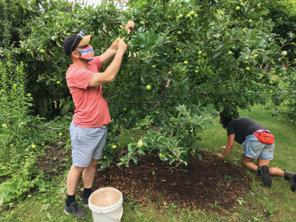 Man thins fruit on apple tree.