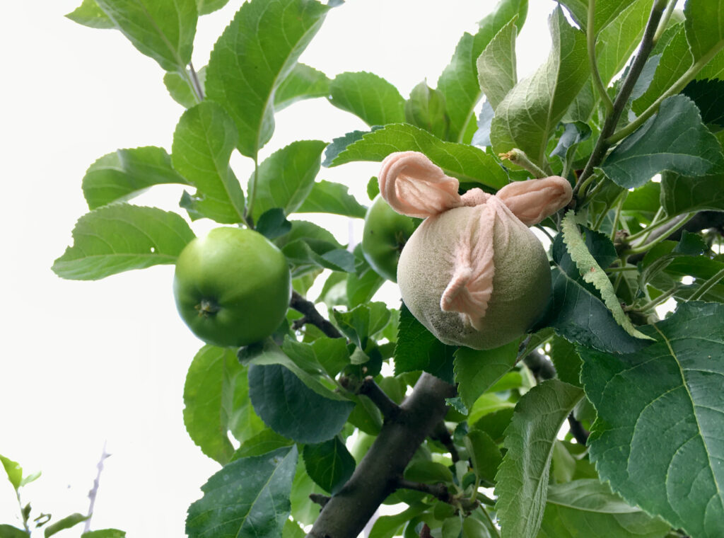 Baby apples on tree. One is covered with Orchard sox.