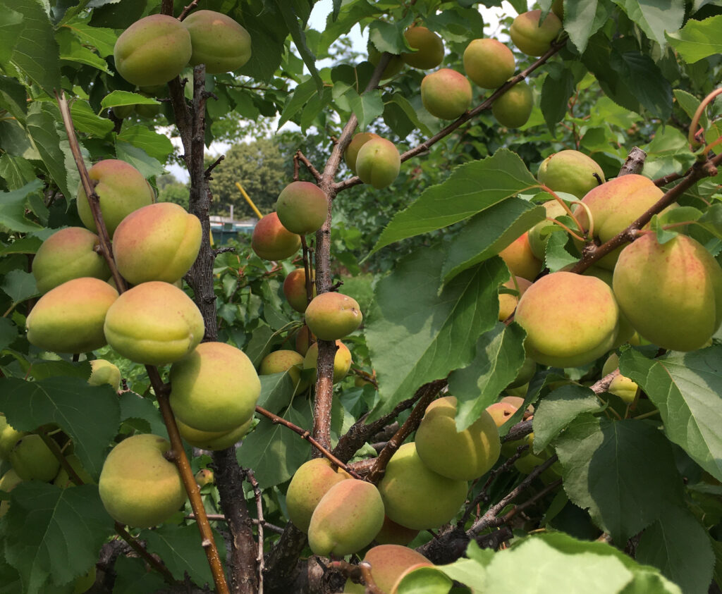Apricots on tree in july