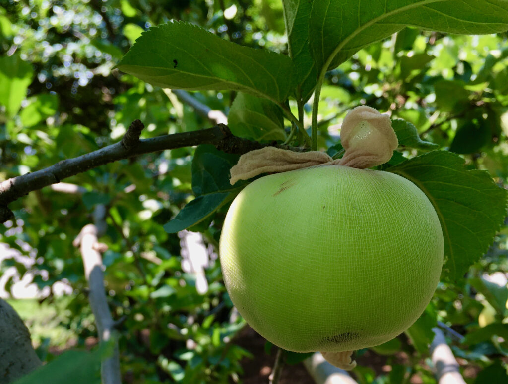Apple on tree covered in sock.