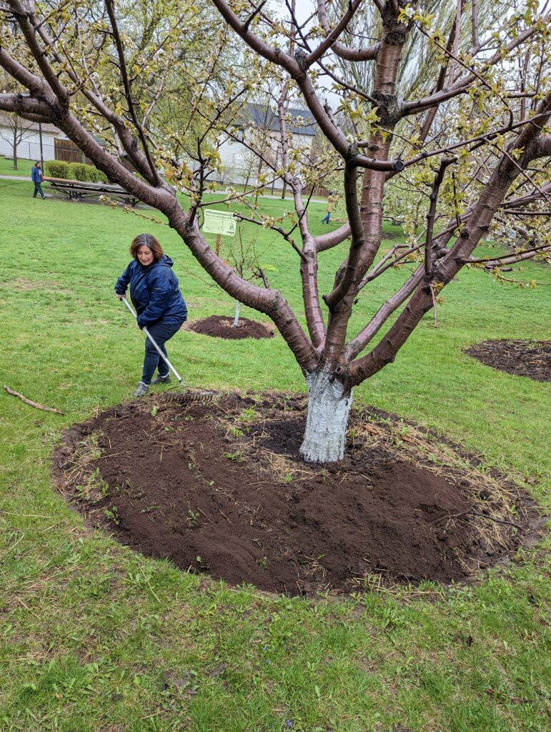 Woman spreads vermicompost around the base of a cherry tree.