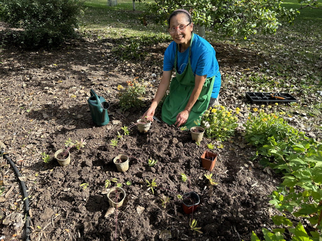Woman planting small lupin plants in Ben Nobleman Park Community Orchard