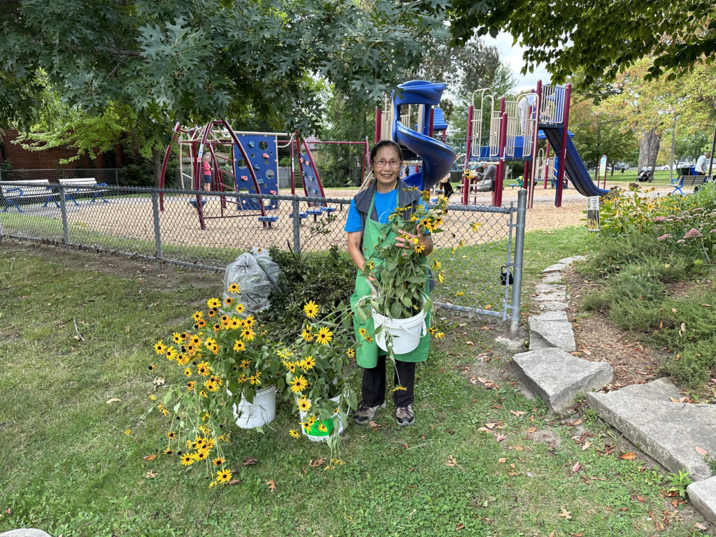 Woman stands with buckets of Black Eyed Susan Flowers in Ben Nobleman Park Community Orchard