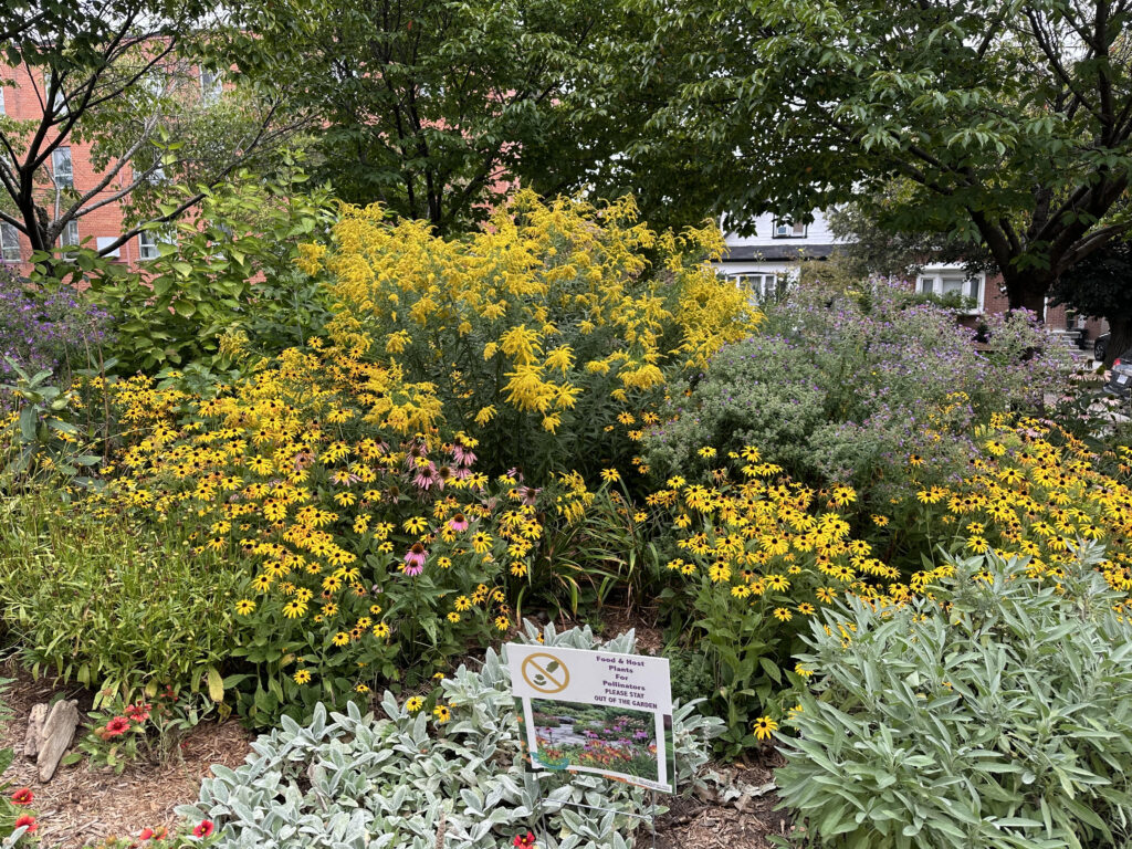 Beautiful flowers in bloom in the pollinator garden of Ben Nobleman Park Community Orchard