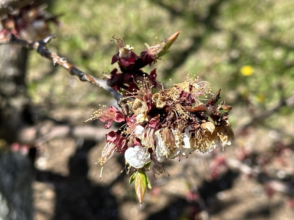 Apricot blossoms killed by frost in Ben Nobleman Park community Orchard in Toronto close up. 
