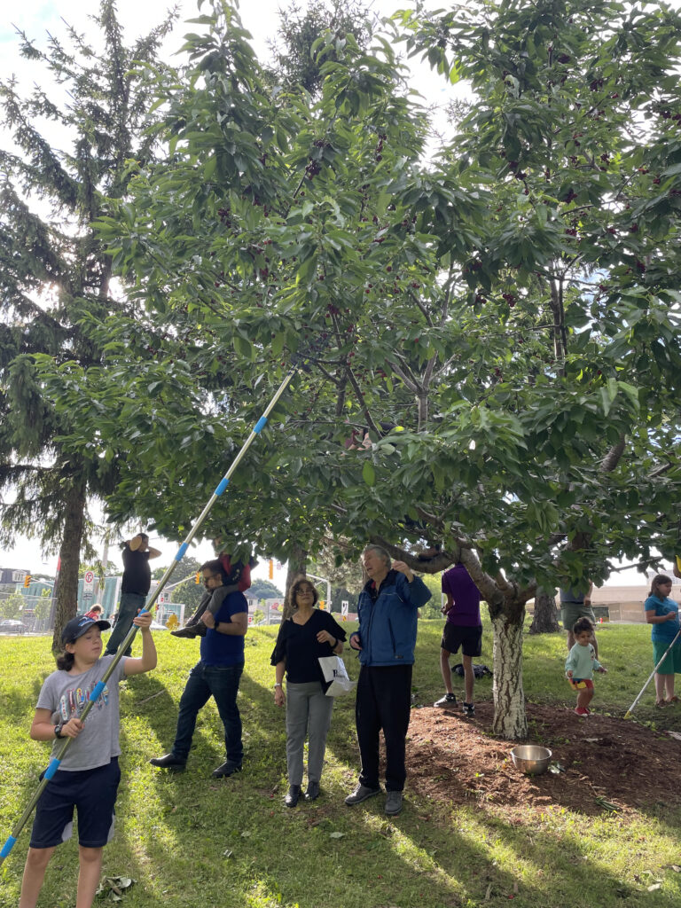 Using extendable harvest tools at the cherry harvest. Photo credit: Reenie Perkovic