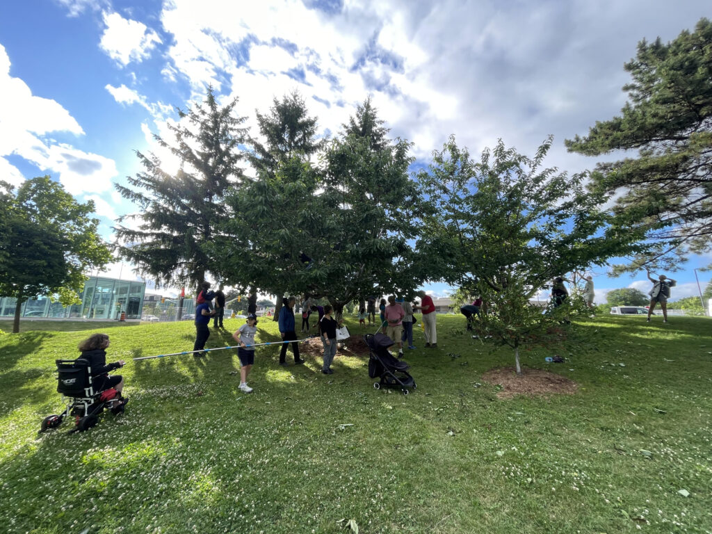 The Cherry Trees in Ben Nobleman Park on harvest day.