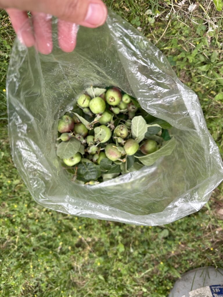 Undersized or infested fruitlets were removed from the tree, sealed up in a bag and tossed in the garbage. This will prevent the insects from continuing their life cycle in our community orchard. 