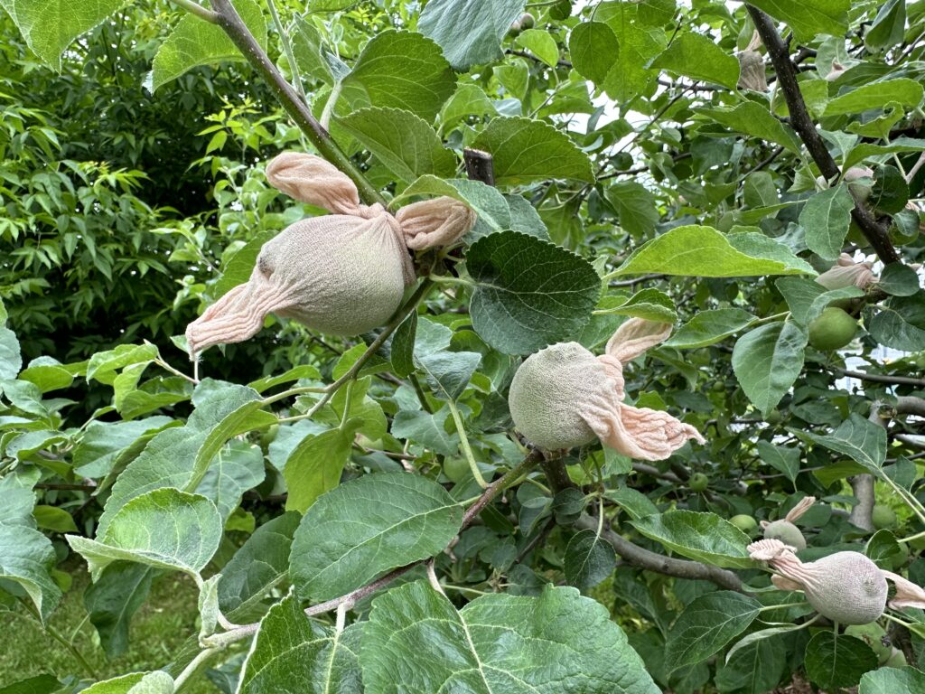 Orchard sox are try on socks that cover the growing fruit on a tree. They prevent insect pests from laying their eggs under the skin of the growing fruit. 