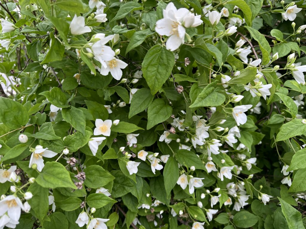 A mock orange bush in our park with lovely flowers. It's hidden in an overgrown shrub bed. 