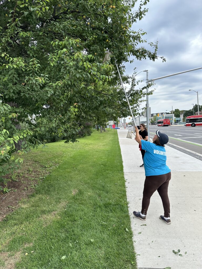 Women using harvesting extension tools to harvest a plum tree in Ben Nobleman Park.
