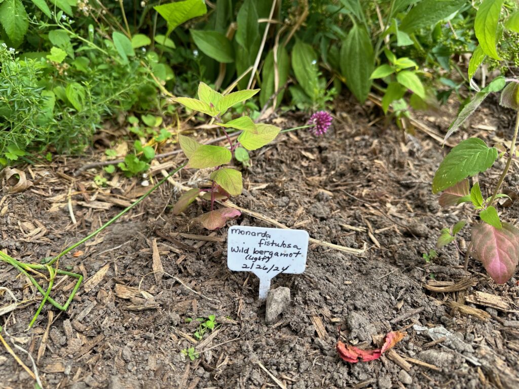 Plastic plant tag that says "Monarda Fistubosa" near a newly planted plant.