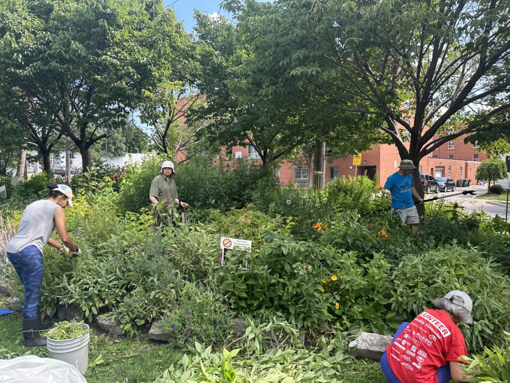 Volunteers working in pollinator garden.