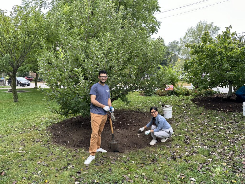 Two volunteers standing in front of an apple tree having just completed edging and extending the mulch circle. 