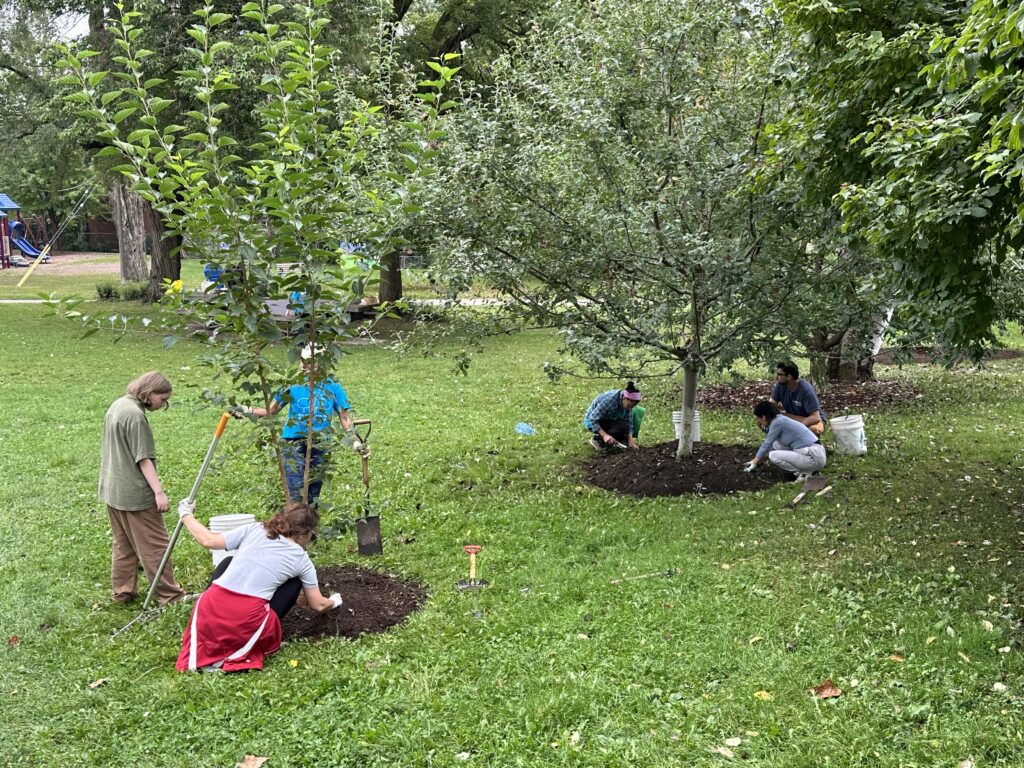 Team of volunteers creating edges around two apple trees in Ben Nobleman Park Community Orchard.