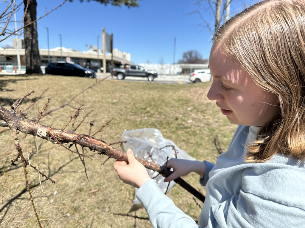 Young woman holds a branch of an apricot tree with a canker on it that has oozing goop. This is a sign of bacterial canker. 