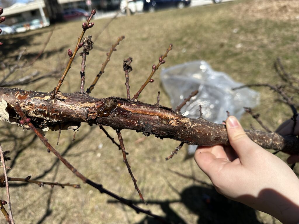 Close up of apricot branch with a canker on it oozing bronze goop, a sign of bacterial canker. 