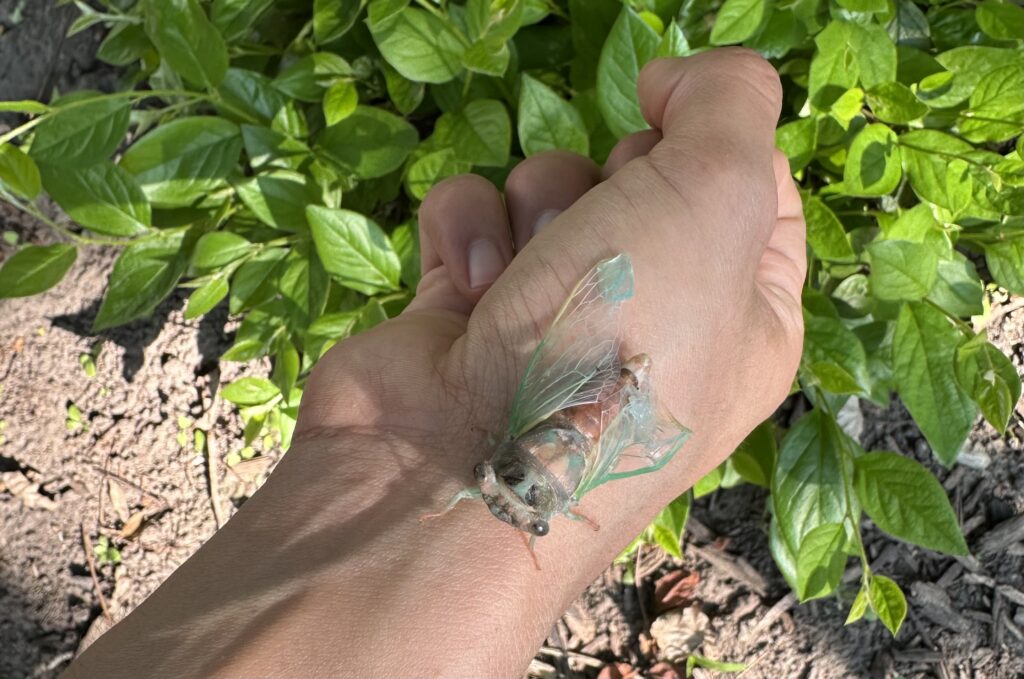 Cicada with broken wing