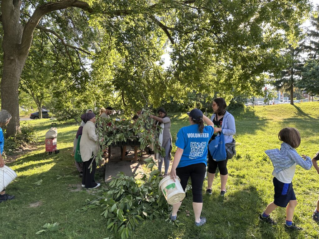 volunteers gather around the harvest table to remove ripe, organic cherries from branches pruned off of the tree. These branches were carefully pruned out as part of our summer pruning which we do on harvest day so we can enjoy more fruit.