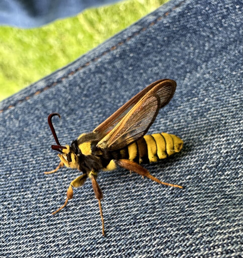 Hornet Moth