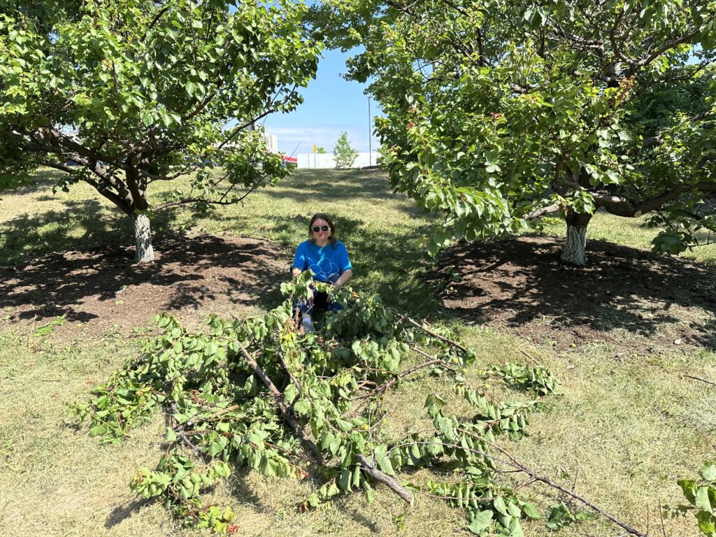 Carolyn after pruning our two apricot trees. She removed the branches with bacterial canker.