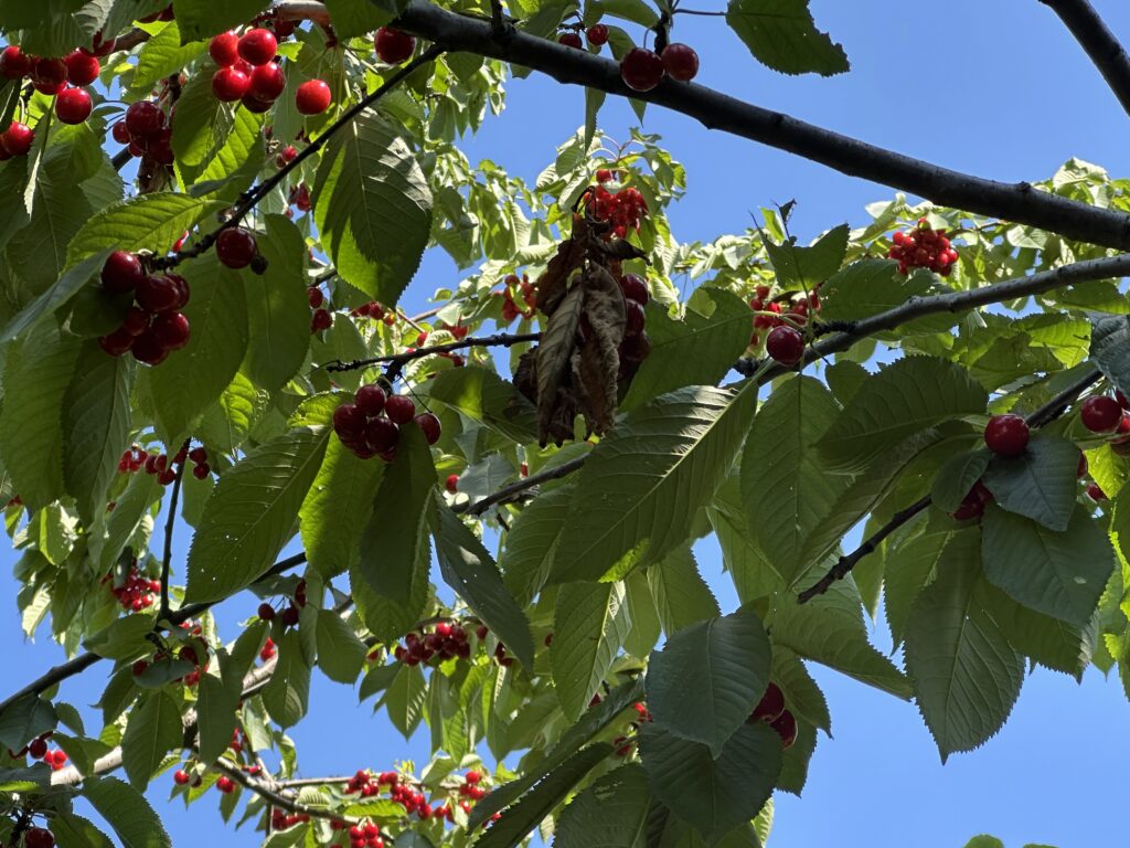 Cherries high up in the canopy.